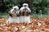 SHIH TZU 183
